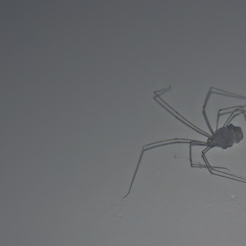 Egopium Petrunko Скачать mp3