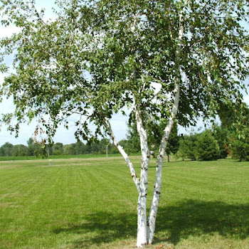 Повалий Таисия Чай С Молоком Скачать mp3