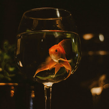 Rovsen Не Пробуждай Скачать mp3