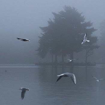 Semmmyq Untitled Ft Shinra Скачать mp3